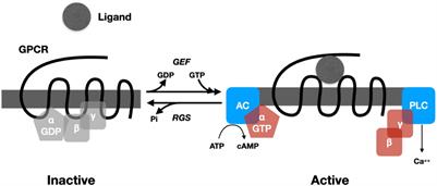 Reductionistic Explanations of Cognitive Information Processing: Bottoming Out in Neurochemistry